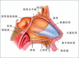 鼻炎 鼻窦炎 鼻息肉到底有什么区别