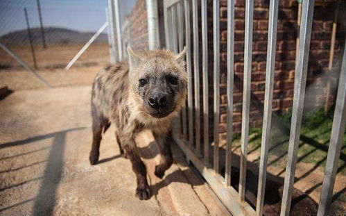 非洲二哥鬣狗,在国内被当宠物狗养,售价15万RMB 