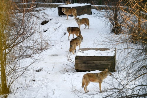 吉镜头丨长春市动植物公园的动物们开启 猫冬 模式