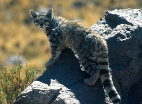 盘点世界上10种稀有的猫科动物,可爱的外表下有着难以驯服的野性