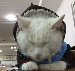 如何打造舒适的猫咪公寓（自制猫咪脖套，让猫咪更舒适）