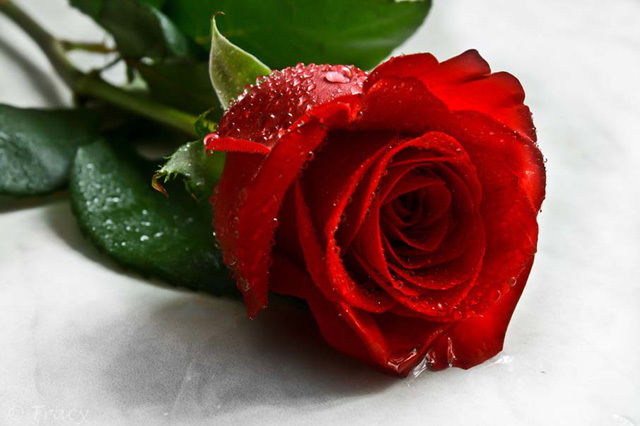 送玫瑰花代表什么意思,送一朵红玫瑰花代表什么意思？