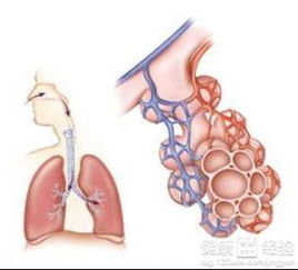 肺部积水是不是肺癌