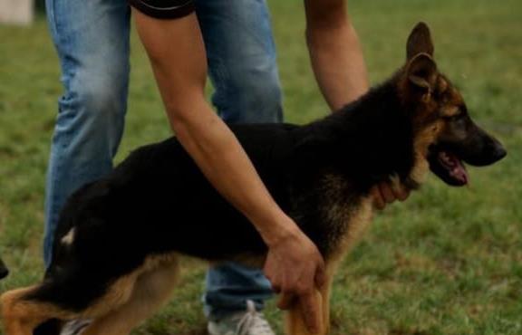 杭州宠物狗狗领养德牧犬狗市场在哪里有买狗卖狗