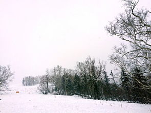 一场追雪的梦