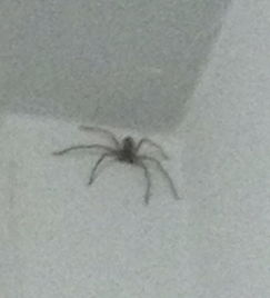 蜘蛛不是八条腿的吗 为什么我在墙角发现一只六条腿的蜘蛛 