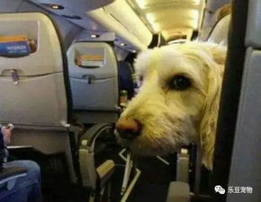 宠物们终解放,狗狗可以乘飞机了,八百元一次