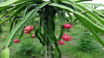 火龙果树什么时候种,火龙果树的栽培方法