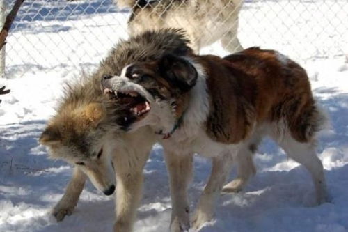 为什么狼群不敢攻击有牧羊犬保护的羊群 狼群难道打不过一条狗