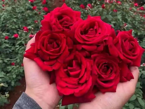 1朵红玫瑰花语是什么