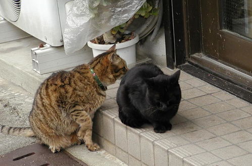 猫咪打架时,为何会点到即止 原来大猫一般都不跟小猫一般见识