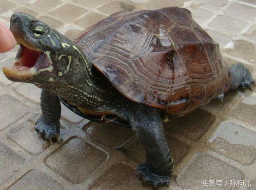 科普,通人性的乌龟之一,中华草龟 