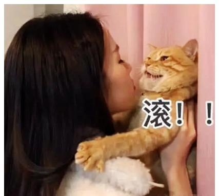 女子把橘猫抱起,直接强吻,下一秒猫咪的反应让人哭笑不得
