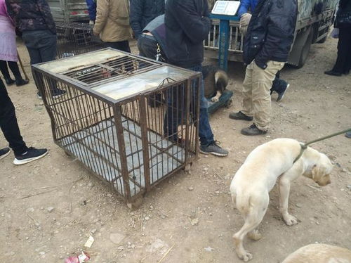 狗场被淘汰后的 淘汰犬 ,肉狗商贩大多以8元一斤收购