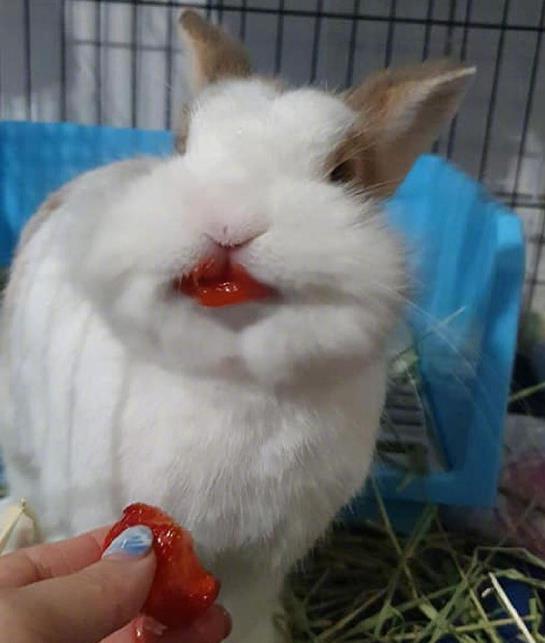 当兔子吃完草莓后...我发现我忘记兔子长什么样了 哈哈哈哈