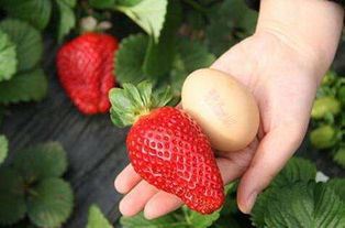 奶油草莓的得名,建议：奶油草莓：甜美之名的背后故事