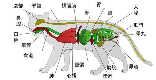 猫腹水是什么原因导致的 需要做的检查有哪些