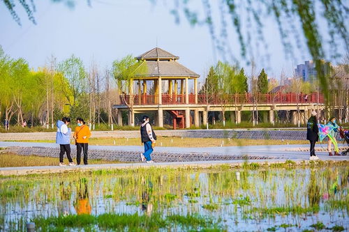 灌南五龙口湿地公园门票(灌南免费停车场)