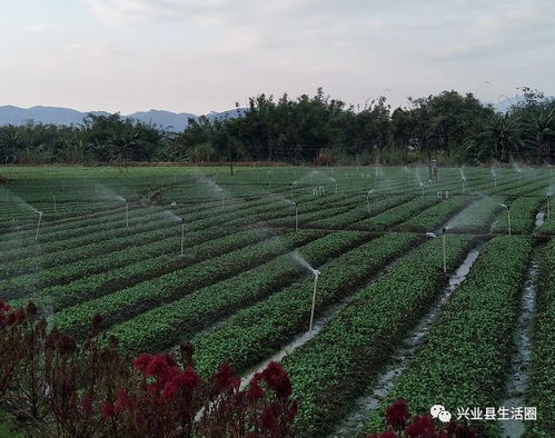 智慧乡村旅游平台,智慧乡村旅游平台:连接城乡，体验乡村新生活(图2)