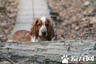 史宾格犬是猎犬吗 是许多现今陆地猎犬的祖先