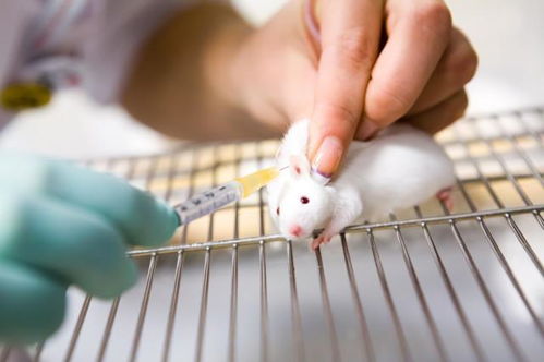 博士创业 卖小白鼠 年入过亿,实验动物成暴利行业