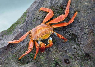 螃蟹日常养殖管理技术要点,东港海蟹养殖技术大全