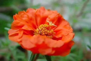 红色太阳花花语是什么,红色太阳花：热情与坚韧的象征