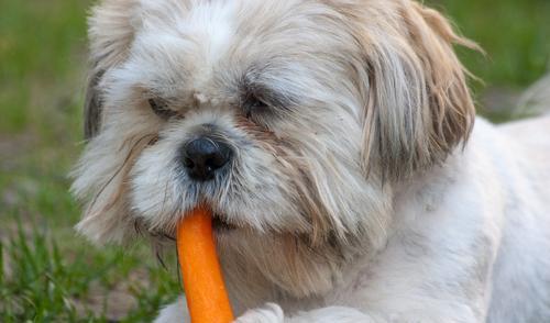 十种狗狗最喜欢的水果和蔬菜,狗狗虽然爱吃肉,也要给它们喂蔬果