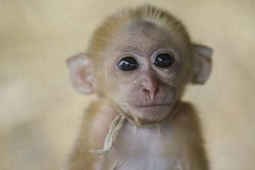 属猴人注意了,出生在这几个月的你,是上天安排,不会愁吃喝穿 猴子 