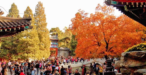 北京秋天赏枫胜地,景区人山人海,游客 除了门票,其它都不便宜