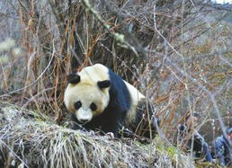 野生熊猫 造访 四姑娘山 差点和人 动粗 