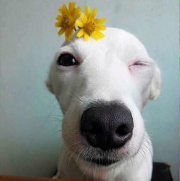 求一个一只狗嘴里叼着一朵黄色花的头像 