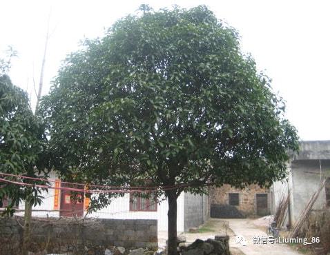 在农村自家的庭院里适合种植哪些 镇宅树 哪些树的寓意较好