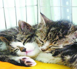 上海拟对流浪猫施行绝育手术以控制其数量 