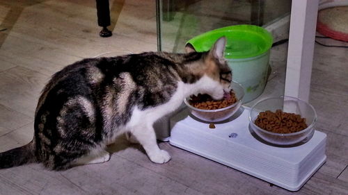 猫咪吃了湿猫粮拉稀,猫拉稀怎么调理