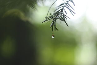 谷雨养生药膳