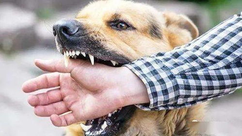 为什么你摸狗头,狗会害怕甚至会咬人