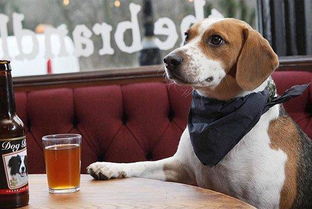 狗狗爱喝啤酒,啤酒对狗有害吗