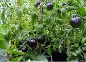 黑番茄什么季节种植,北京地区现在栽西红柿可以吗
