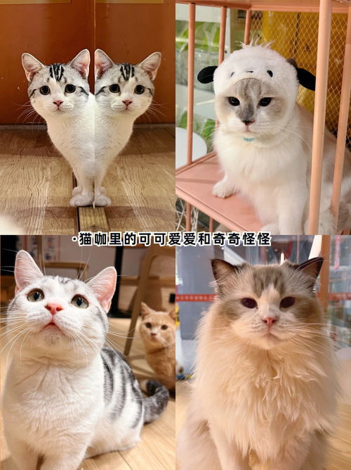 深圳宝安猫咖天花板 人均30 撸猫畅玩一整天 