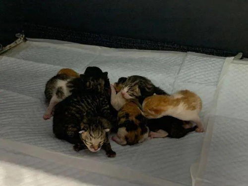 喜当爹 好家伙生了8只小奶猫