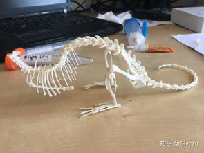 动物骨骼标本是怎么制作的 