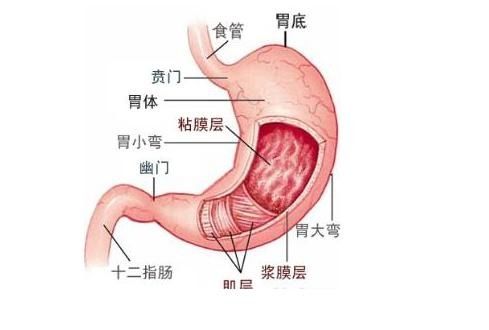 晚上睡觉,胃里的食物会反流是咋回事 该怎么解决