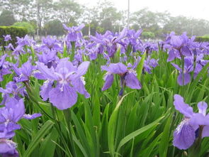 中国最漂亮的花排名,中国最美的花有哪些(盘点十大漂亮的花卉)