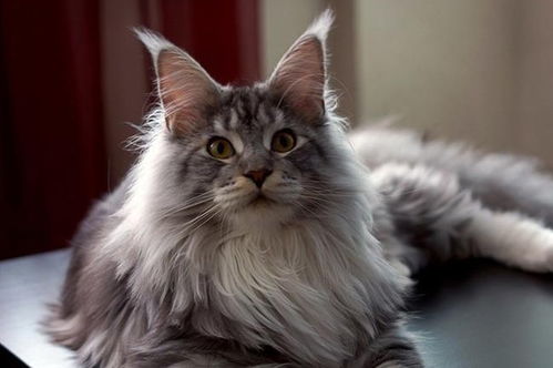 猫咪掉毛排行榜 这6种猫咪,被称为掉毛大王