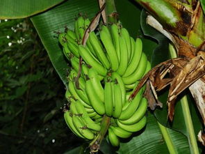 刚刚从树上砍下来的香蕉如何熟 