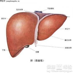 急性肝炎可以治愈吗