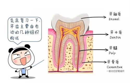 口腔牙齿冷知识 快来长长知识啊