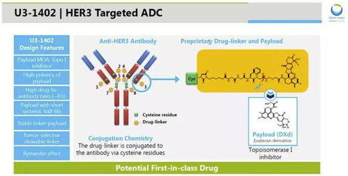 非小细胞肺癌靶向治疗的四代药物,HER3靶向ADC获突破性疗法认定