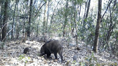 高黎贡山和谐一景 野猪白鹇共享 晚餐